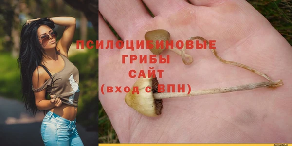 прущие грибы Алзамай